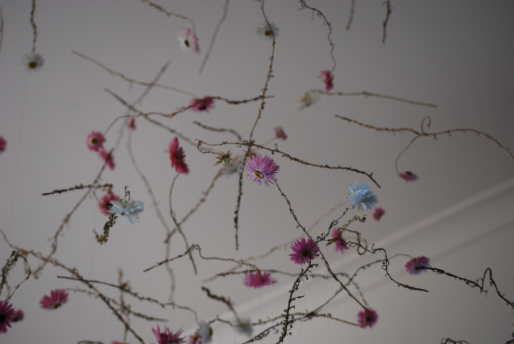 hanging daisies